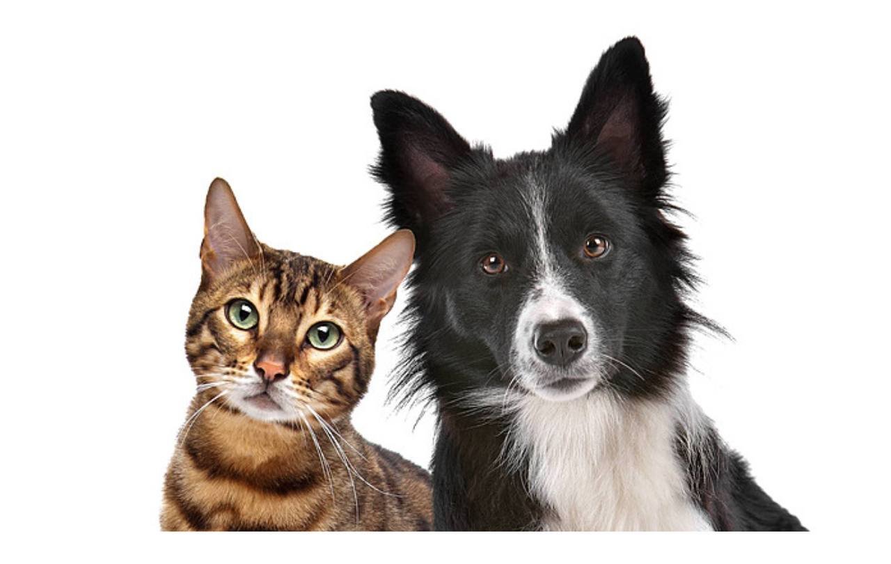 القطط و الكلاب