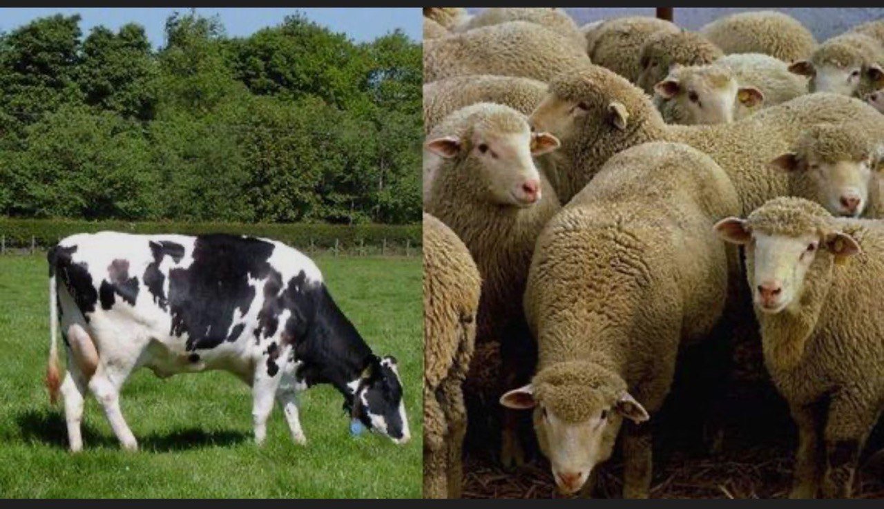 اغنام و أبقار